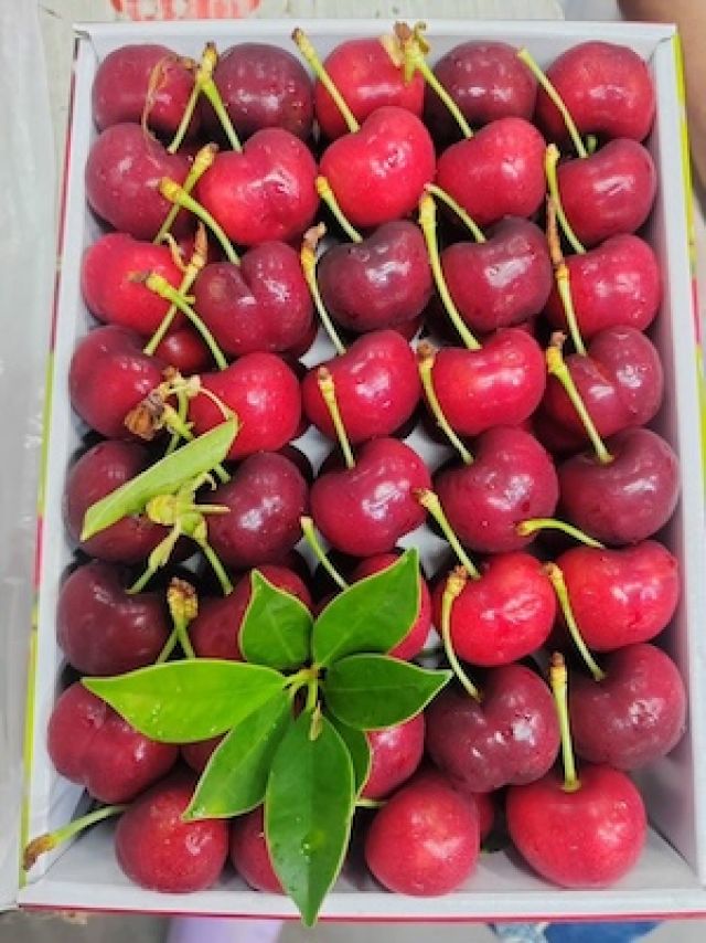 เชอรี่อเมริกา