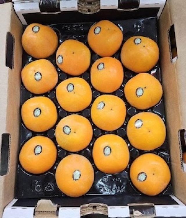 พลับสด นิวซีแลนด์